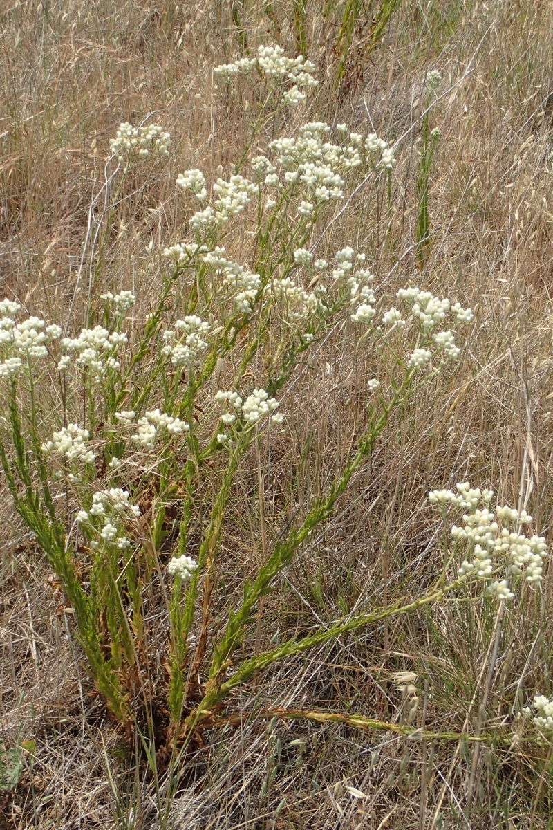 Lady’s tobacco