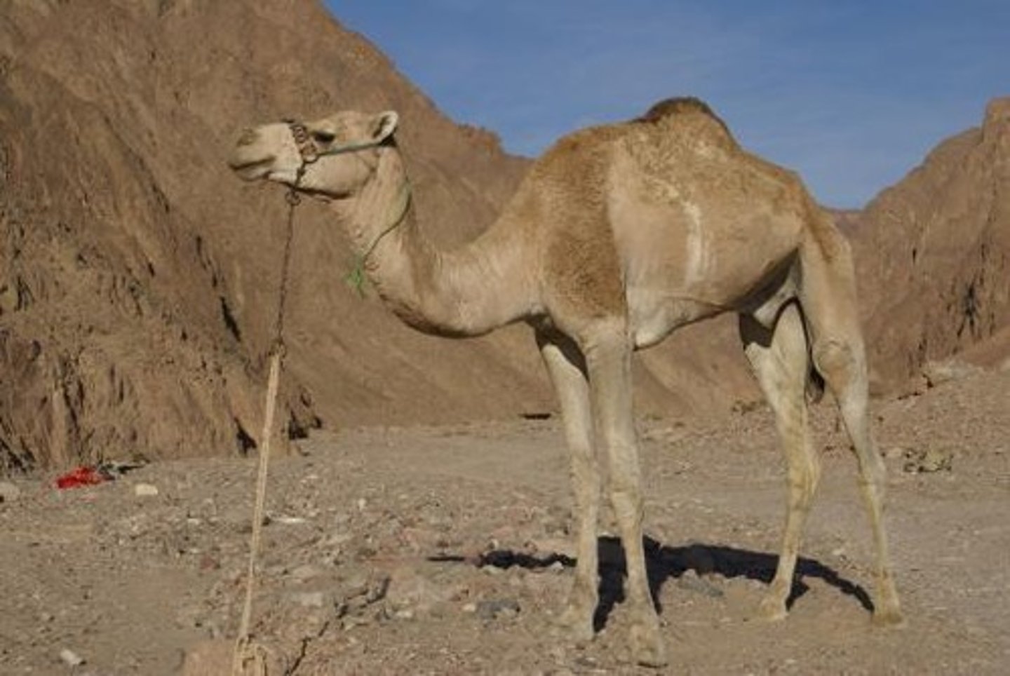 <p>Allowing the body temperature to rise during the day and dissipate heat at night, as seen in camels.</p>