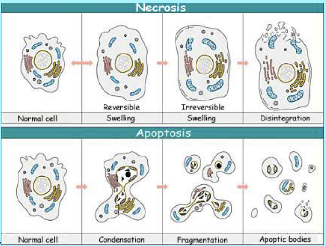 <p>what are the basic concepts of cell death?</p>