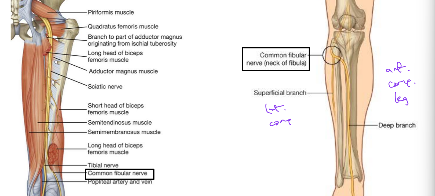 <p>Common Fibular n. (sacral plexus)</p>