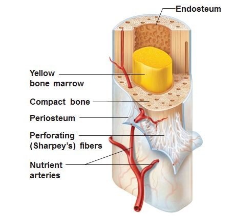 <p>lines the medullary cavity</p>