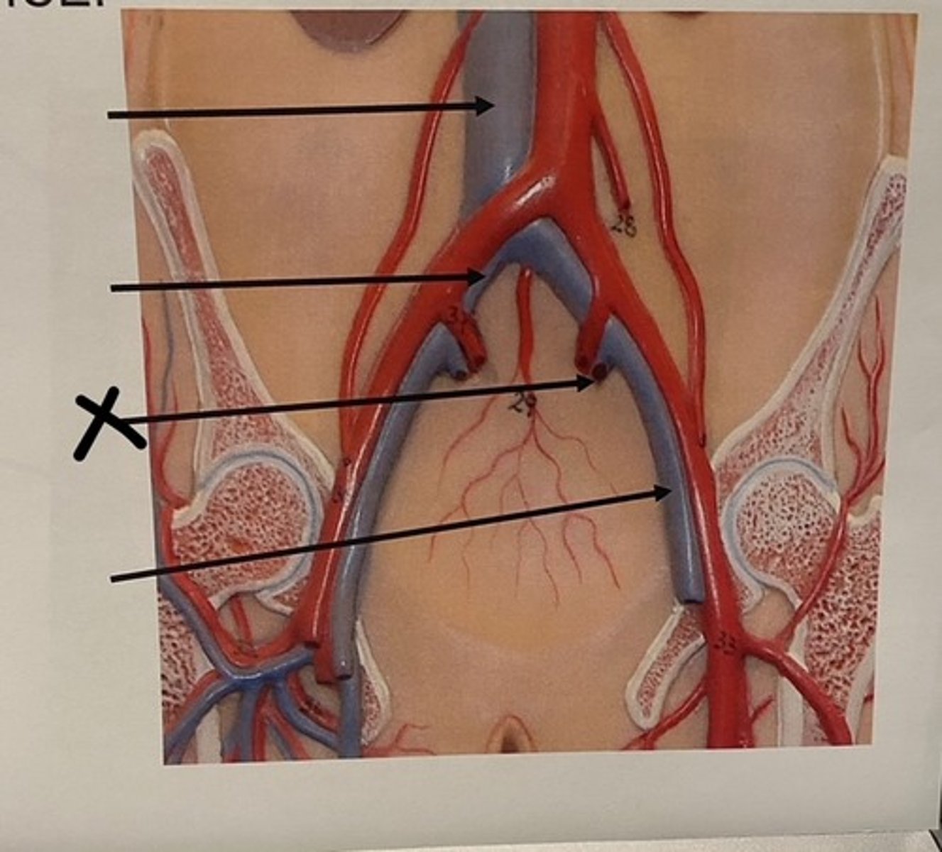 knowt flashcard image