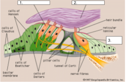 Inner Hair Cells