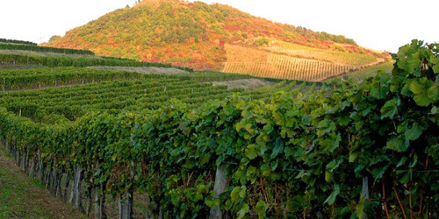 <p>wine region</p>