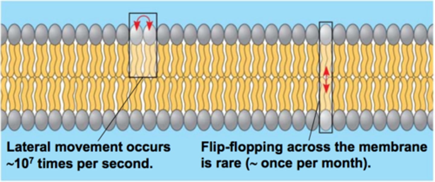 <p>move</p><p>drift laterally</p><p>rarely</p>