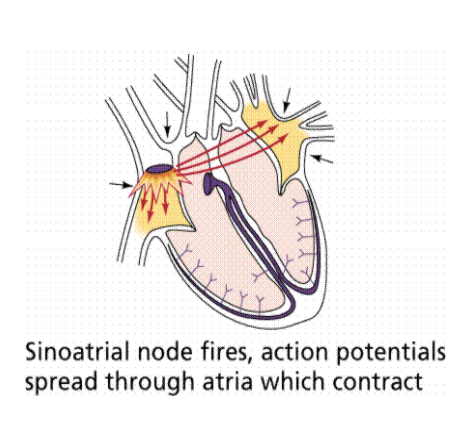 <p>Where human heartbeats originate from near the right atrium</p>