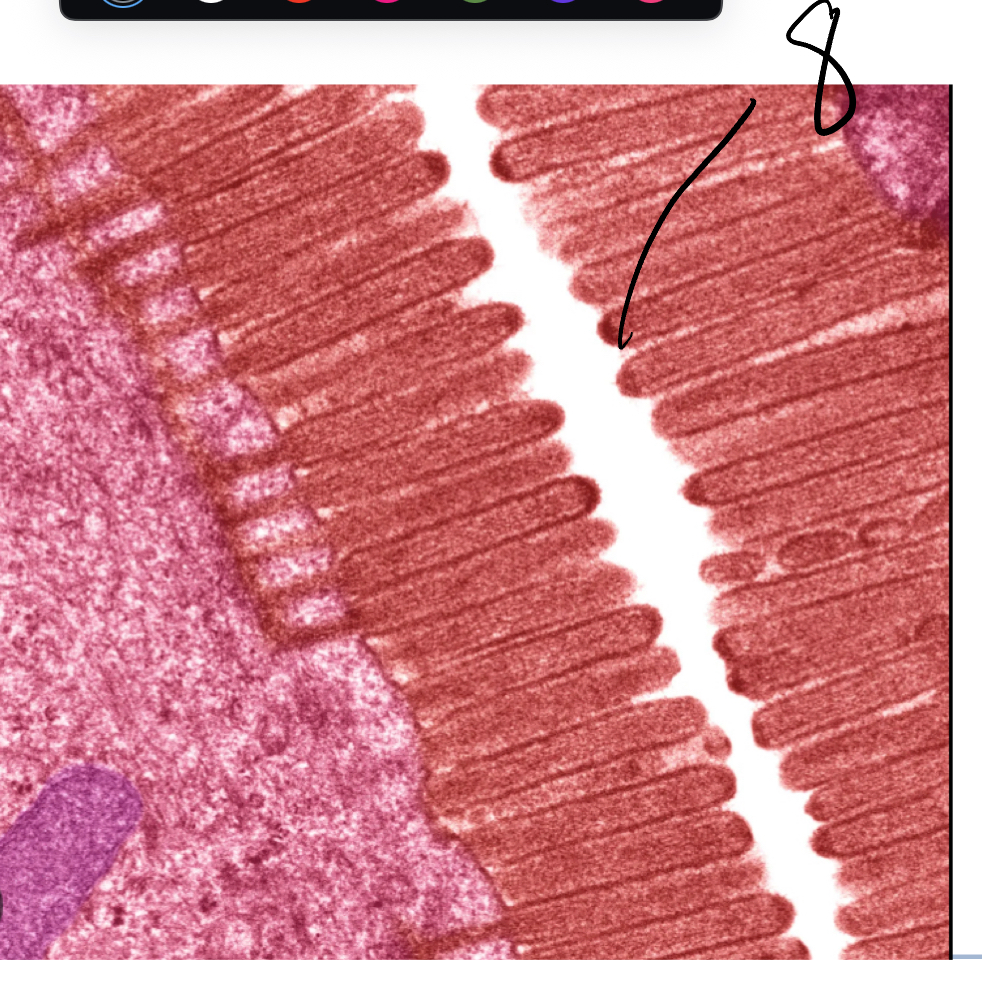 <p>8</p>