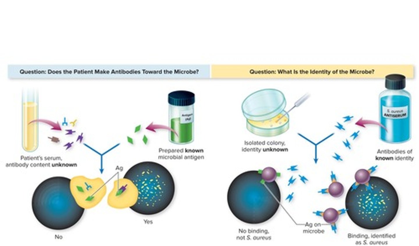 <p>Enzyme-linked immunosorbent assay (ELISA) and Western blotting.</p>