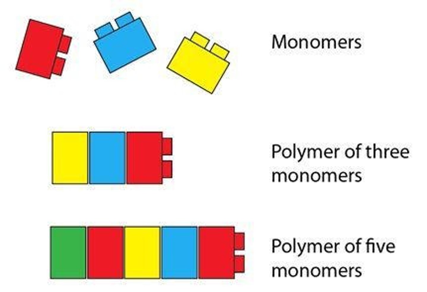 <p>what most macromolecules are made up of; building blocks of polymers</p>