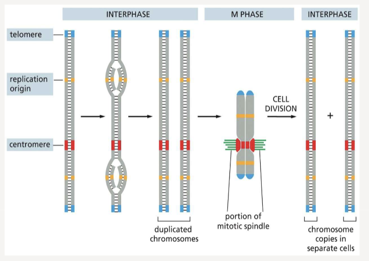 <p>the site where DNA replication begins</p>