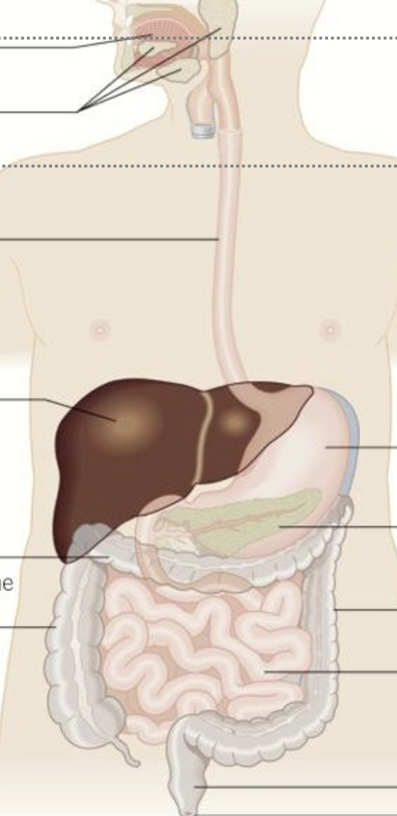 <p>Label the diagram</p>