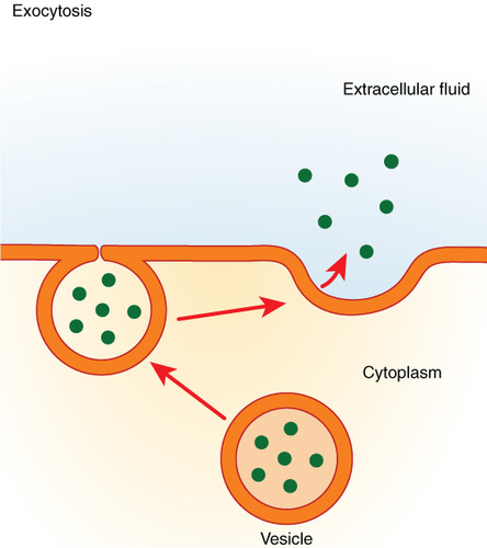 A secretory vesicle moves towards the cell membrane, fuses with the membrane and releases its contents into the extracellular space.