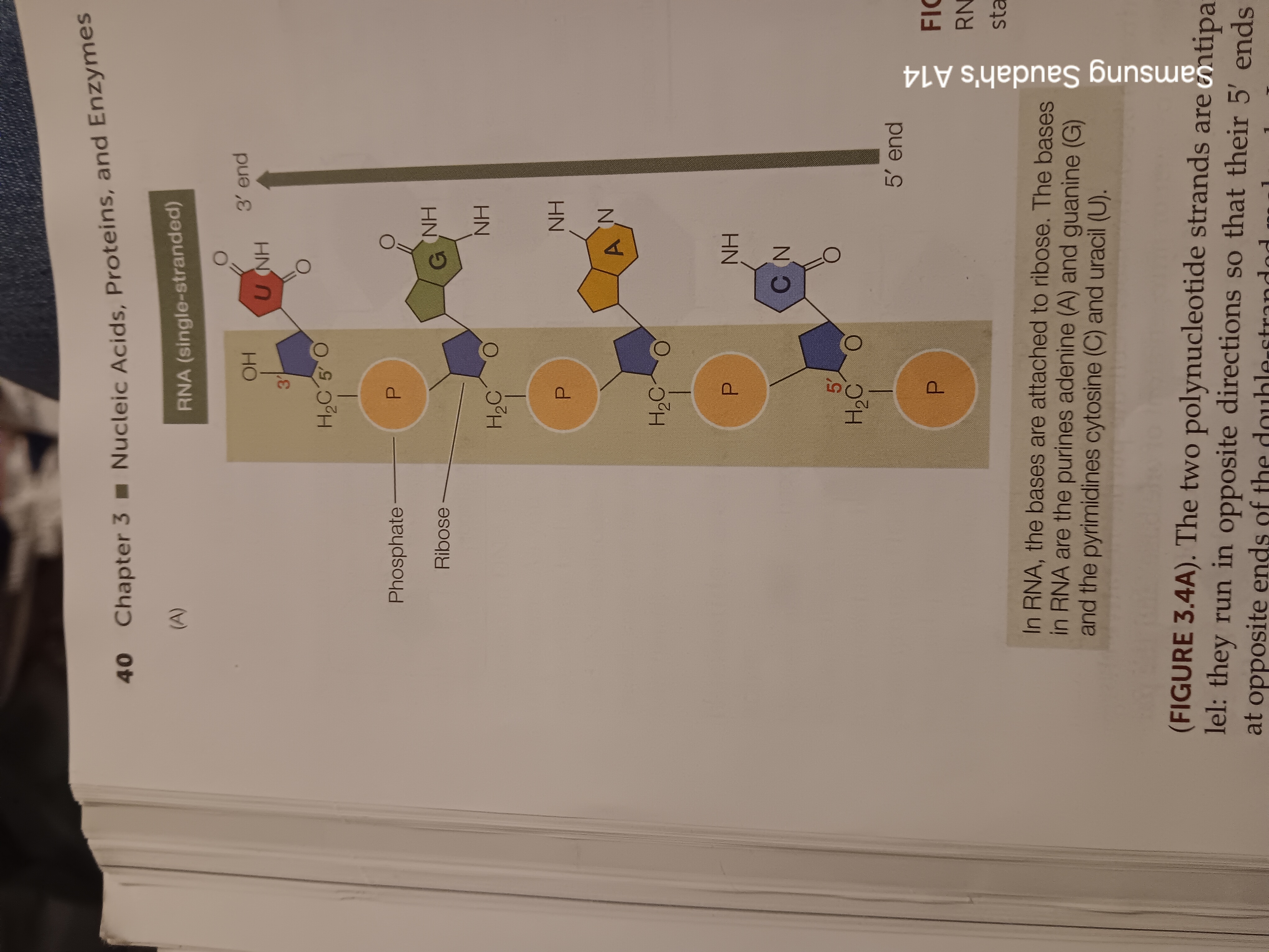 <p>Type of nucleic acid. Ribonucleic acid</p>