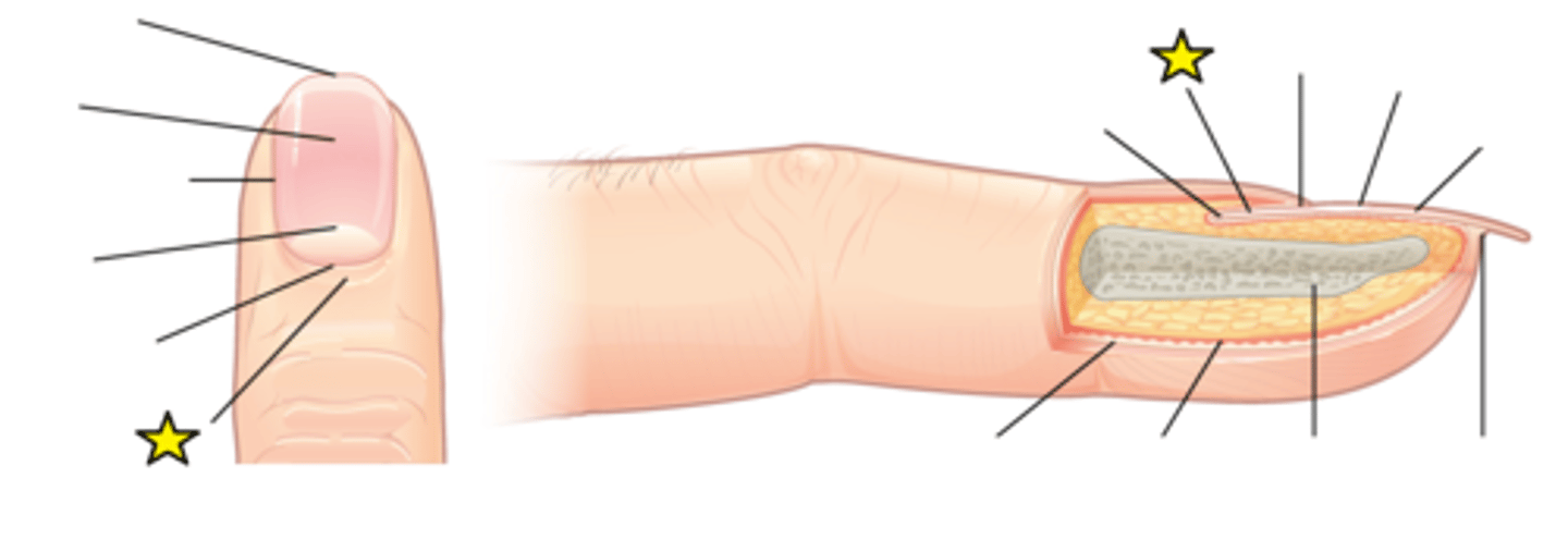 <p>A required guardian seal that prevents germs and bacteria from getting to the nail matrix, where new cells are created.</p>