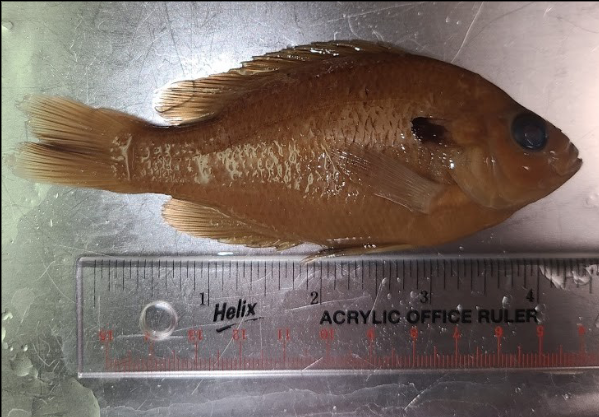 <p>What is the taxonomy, common name, and scientific name of this fish?</p>