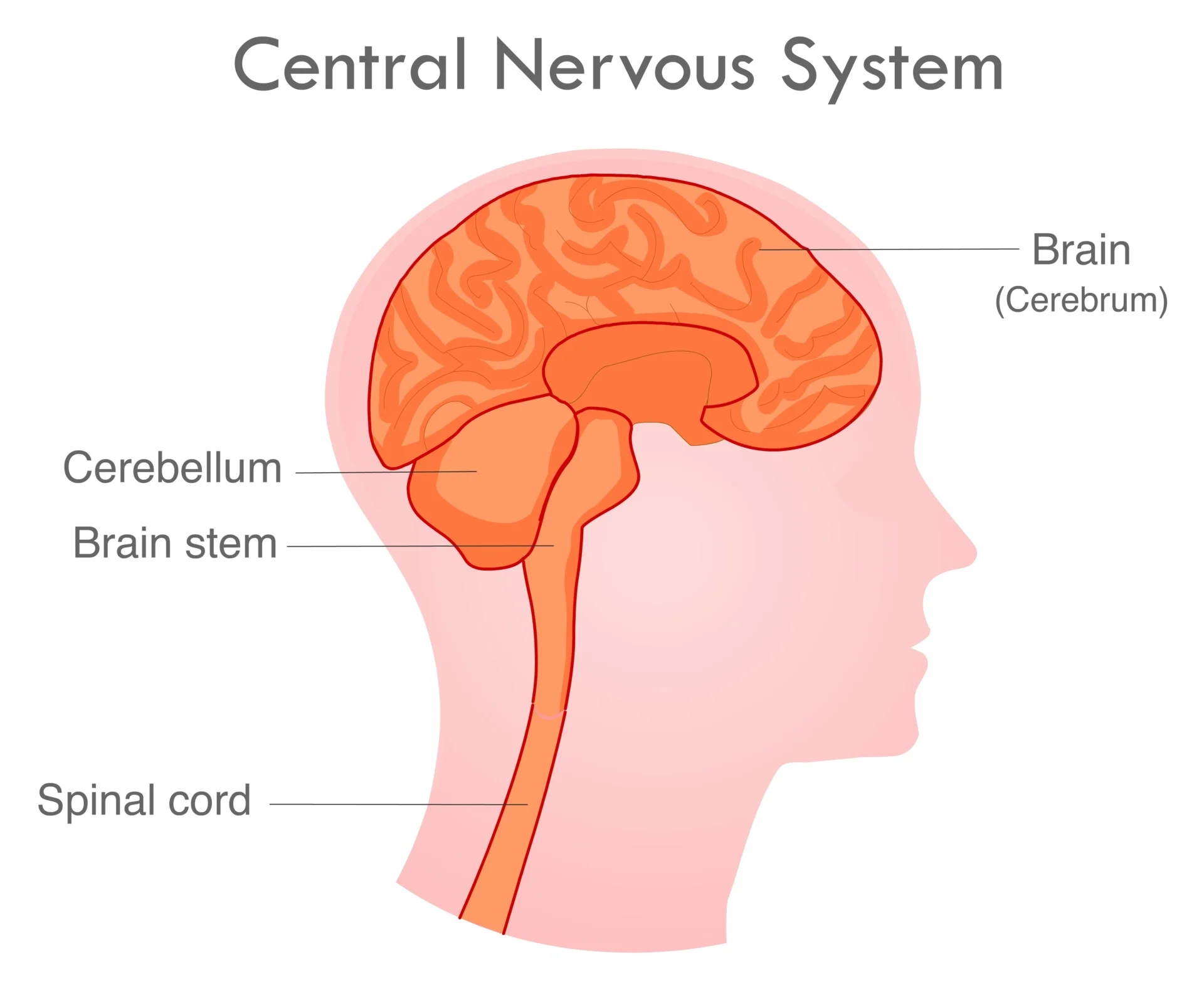 <p>brain and spinal cord; decision-making center (central = command center in cord)</p>