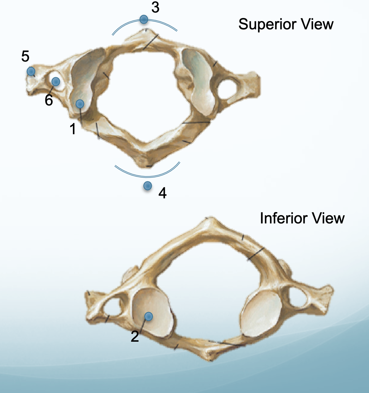 <p>6</p>