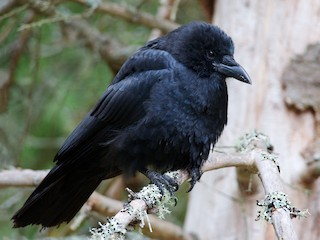 <p>American Crow</p>