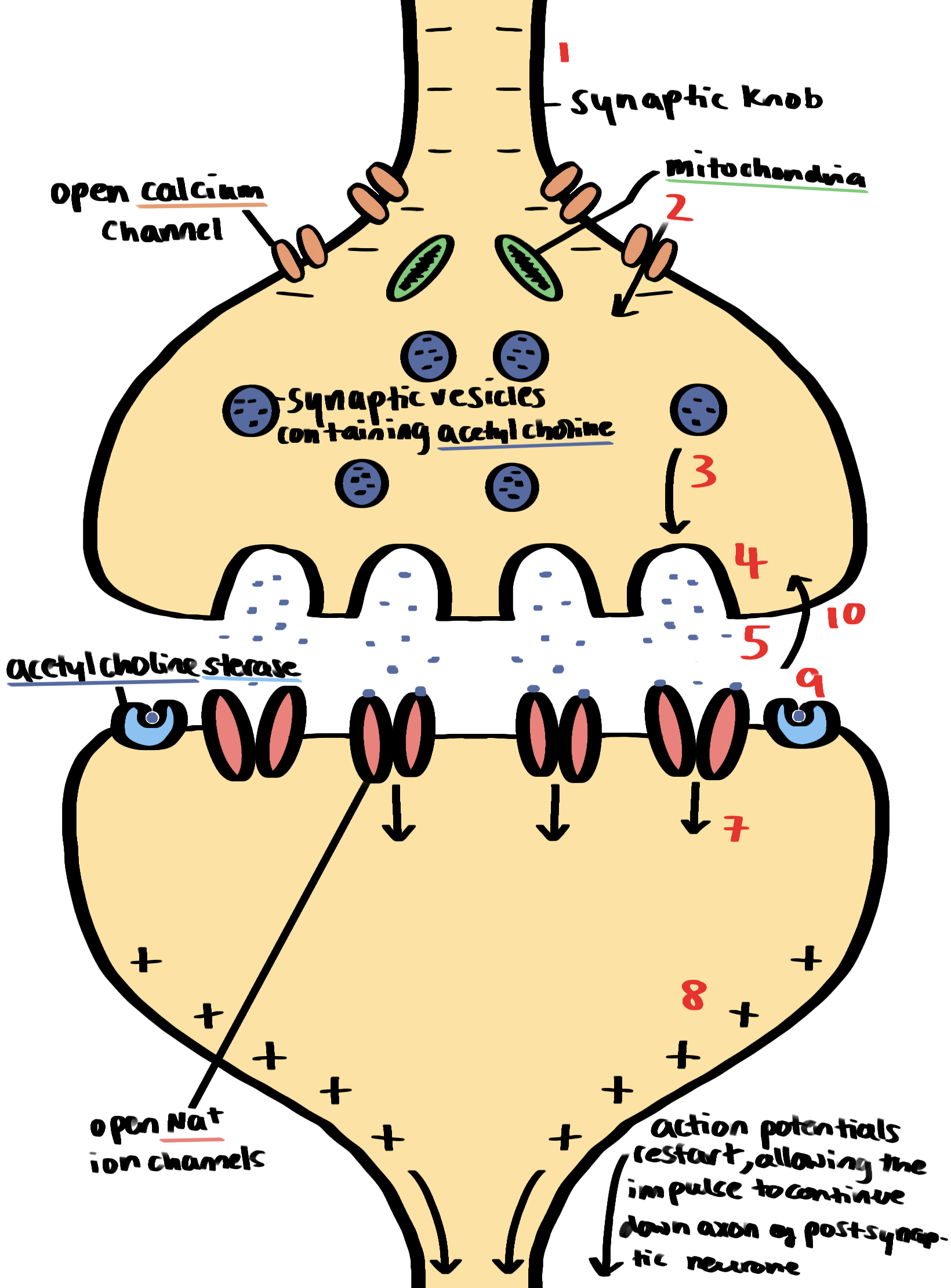 knowt flashcard image