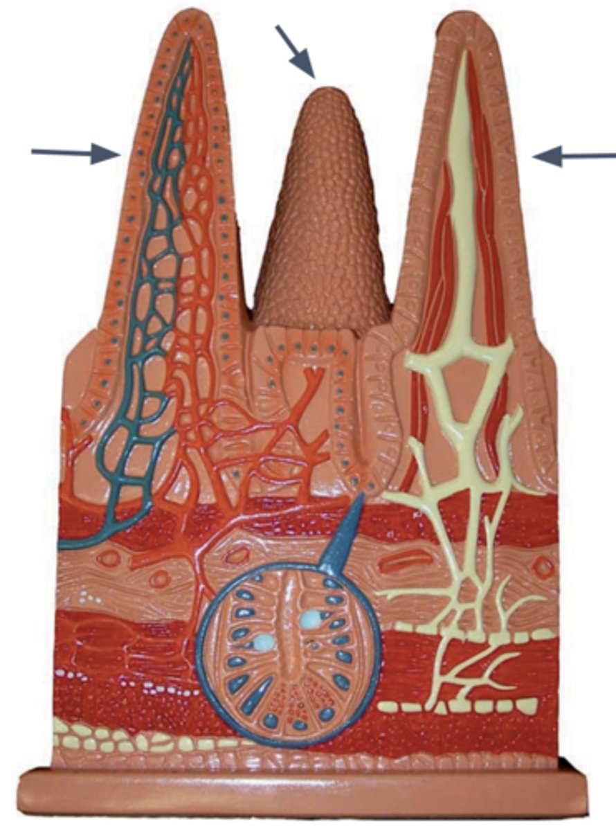 <p>Name this structure</p>