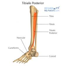 <p>Tibialis posterior nerve</p>
