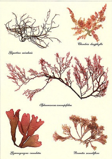 <ul><li><p>multicellular </p></li><li><p>marine</p></li><li><p>found in deep waters and tropical waters </p></li><li><p>contributes to formation if coral reefs </p></li><li><p>compromised of interwoven cells </p></li></ul>