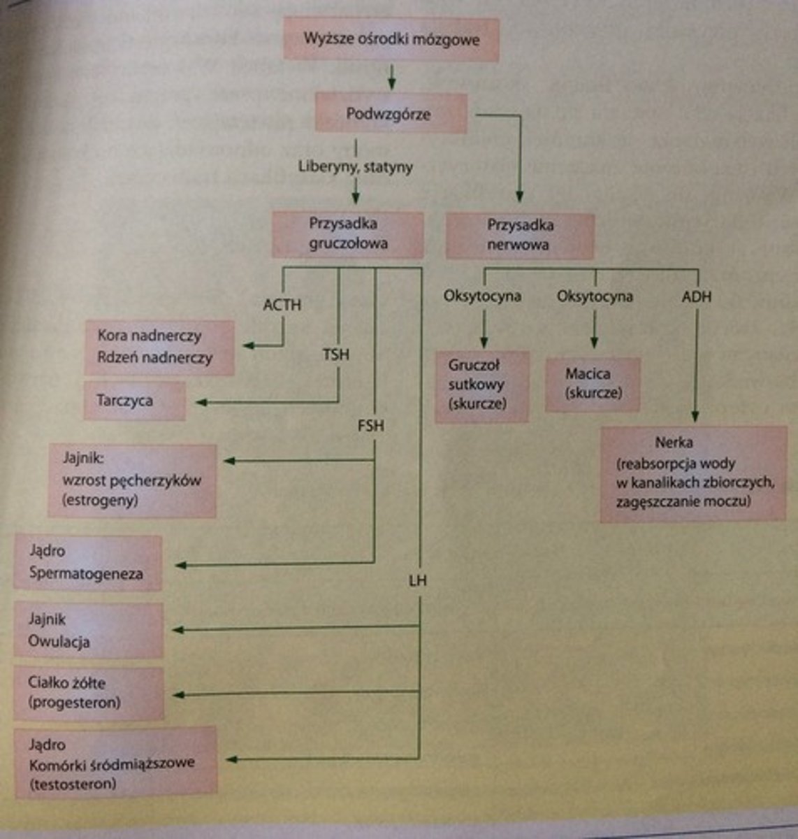 <p>wydziela hormony:</p><p>- somatotropina - wydzielana pod wpływem somatoliberyny podwzgórza, pobudza hepatocyty do wydzielania somatomedyny C, która stymuluje wzrost chrząstki i kości. </p><p>- prolaktyna - wpływa na zapoczątkowanie wzrostu gruczołu sutkowego i wydzielanie mleka</p><p>- gonadotropiny: folitropina (FSH) i lutropina (LH).</p><p>FSH stymuluje wzrost pęcherzyków jajnikowych oraz na produkcję i uwalnianie estrogenów, u mężczyzn stymuluje spermatogenezę</p><p>LH stymuluje owulacje, wytwarzanie ciałka żółtego, produkowanie i uwalnianie progesteronu, u mężczyzn stymuluje uwalnianie i produkcje testosteronu.</p><p>Wydzielanie FSH i LH u kobiet i mężczyzn jest pobudzanie przez aktywinę, a hamowane przez inhibinę (obie subst. wydzielanie przez kom. Sertoliego i kom ziarniste jajnika)</p><p>- adrenokortykotropina (ACTH) - stymuluję korę nadnerczy do wydzielania glikokortykosteroidów i mineralokortykosteroidów. </p><p>- tyreotropina (TSH) - pobudza tarczycę do produkcji T3 i T4</p><p>- lipotropina (LPH) - stymuluje adipocyty, powoduje lipolizę</p><p>- melanotropina (MSH) - ma słaby wpływ na melanocyty</p>
