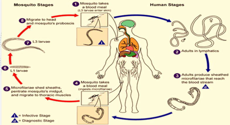 <p>Lifecycle</p>