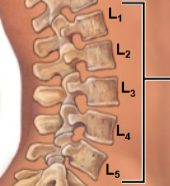 <p>This is the <strong>third </strong>of the spinal curves / vertebrate regions. What is this region called?</p>