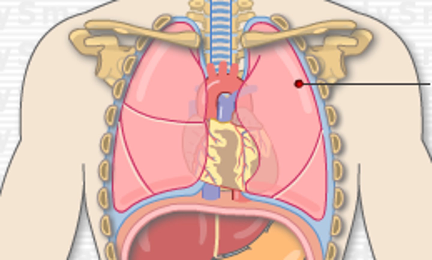 <p>The superior lobes of the lungs rise above the clavicle.</p><p>The left lung moves laterally at the 4th rib to make the cardiac notch. The right lung moves laterally at the 6th rib. </p><p>In the mid-axillary line, the lungs extend down to the 8th ribs.</p><p>Posteriorly, the lungs extend down to the 10th ribs.</p><p>The parietal pleura extend down two ribs further than the lung tissue. The lungs sit on top of the diaphragm and so does the heart. </p>