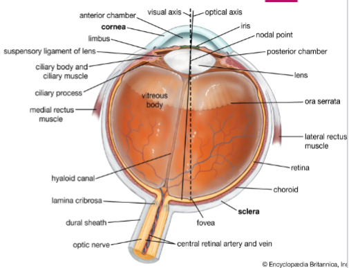 <ul><li><p>anterior cavity</p></li><li><p>posterior cavity</p></li><li><p>visual axis and fovea</p></li><li><p>blind spot</p></li></ul><p></p>