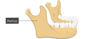 of the mandible 