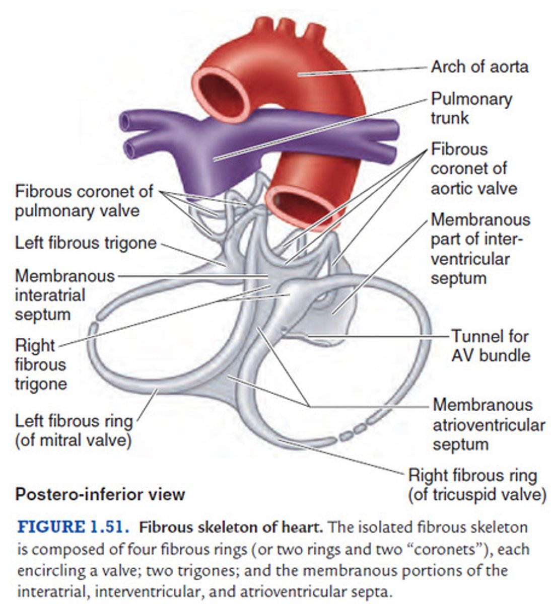 <p>Is made up of four rings of thick connective tissue which surround the base of the heart and large vessels. Framework formed of dense cartilaginous rings that surround the orifice of the valves</p>