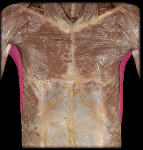 <p>identify and function anterior </p>