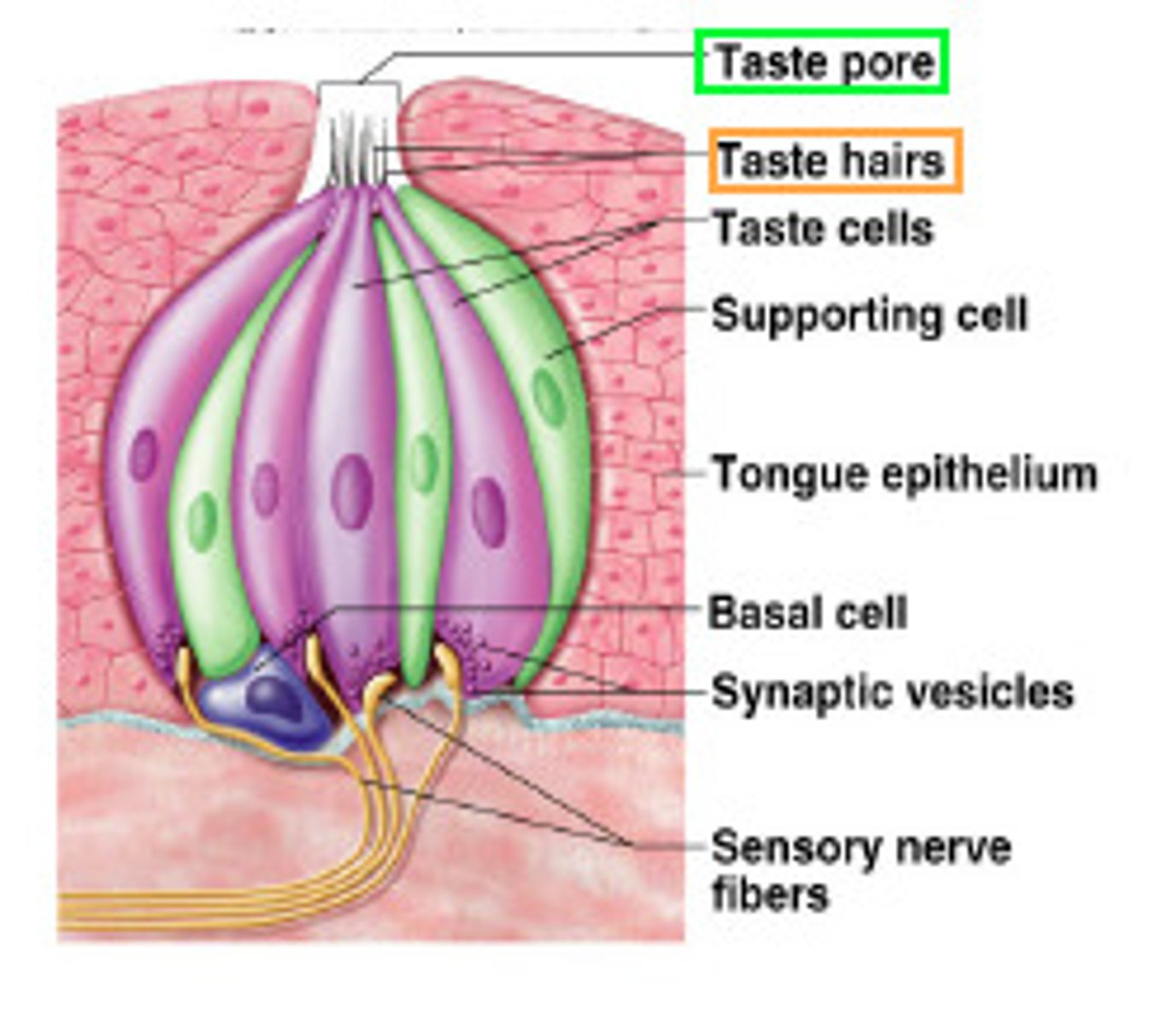 <p>sensory cells in the taste bud that transduce the chemical stimuli of gustation</p>