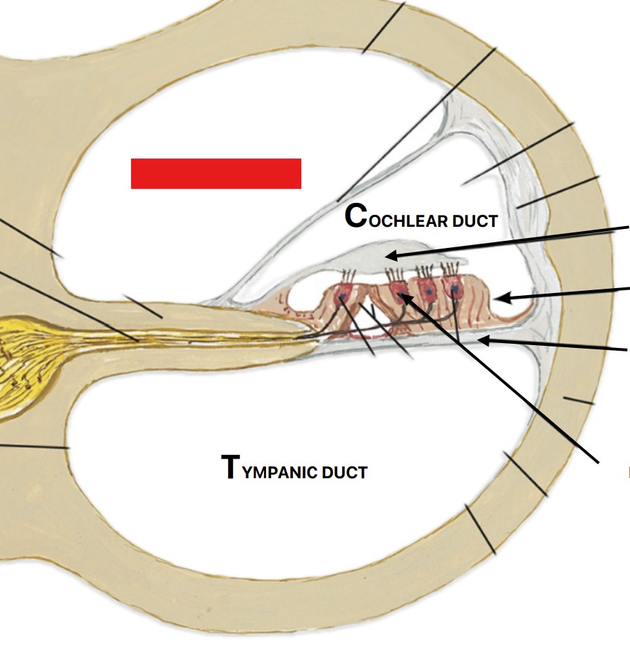 <p>Which part of the ear is:</p><ul><li><p>Bony canal extend from vestibule</p></li><li><p>Upper dust of cochlea</p></li></ul><p></p>