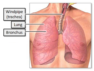 <ul><li><p>The larynx below the level of the vocal folds&nbsp;</p></li><li><p>The trachea&nbsp;</p></li><li><p>The bronchi&nbsp;</p></li><li><p>The bronchioles&nbsp;</p></li><li><p>The lungs&nbsp;</p></li></ul>