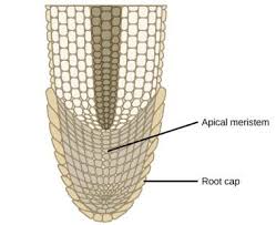 <p>Function of apical meristem?</p>