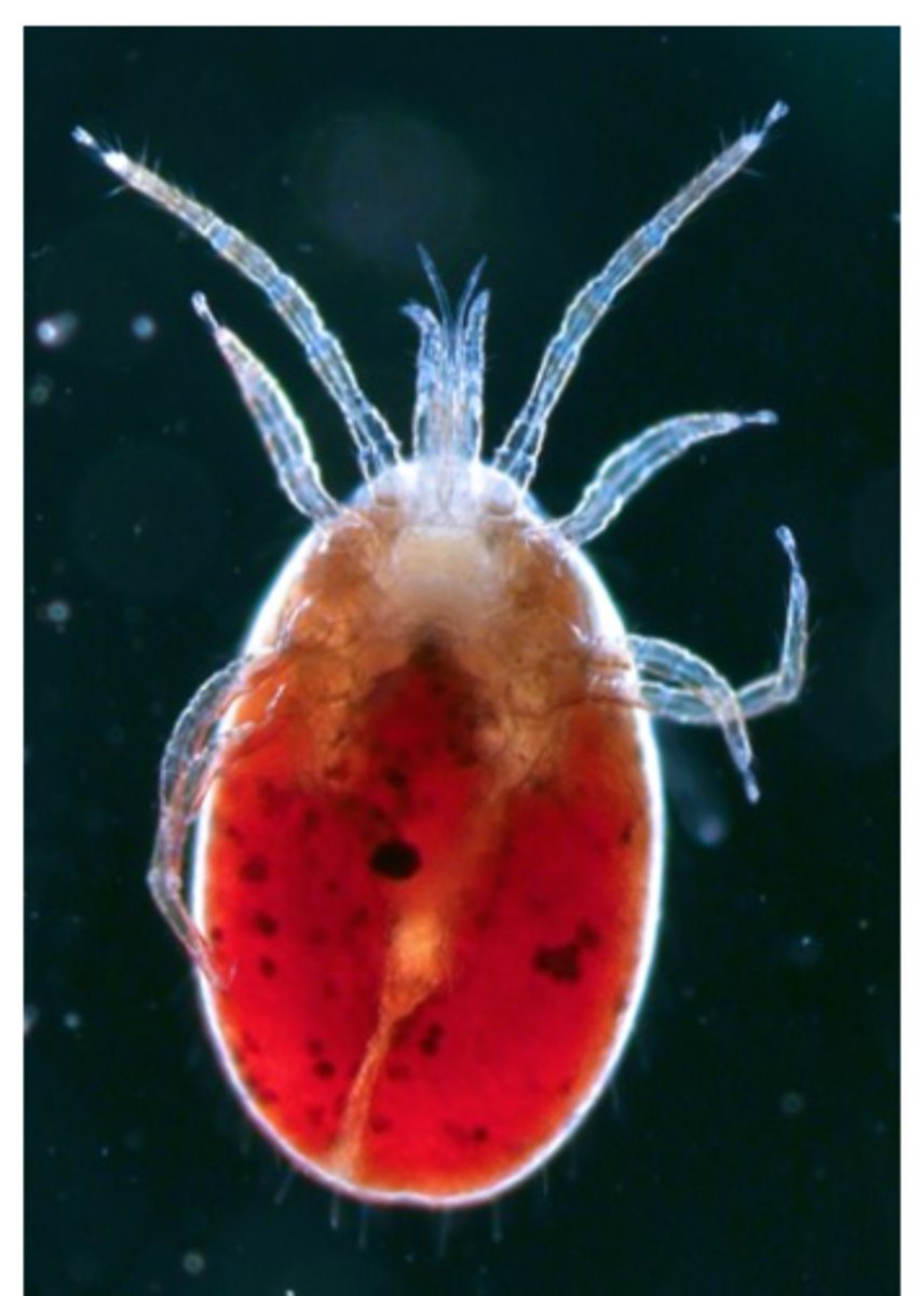 <p>Ornithonyssus sylviarum and O. bursa are feeding on blood;</p><p>Severe infestations of Ornithonyssus sylviarum may cause up to 6% blood loss/day in caged egg-laying hens;</p>
