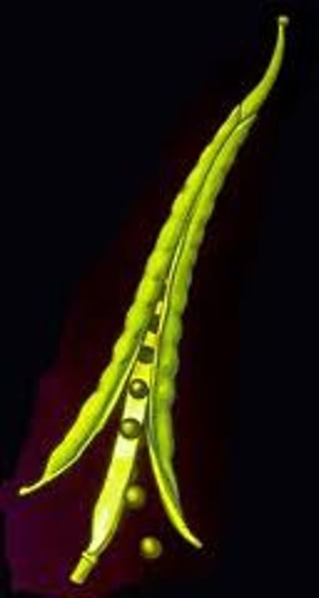 <p>(Dehiscent Dry Fruit) splits along 2 sides with central partition, 2 carpels</p><p>EX: broccoli</p>