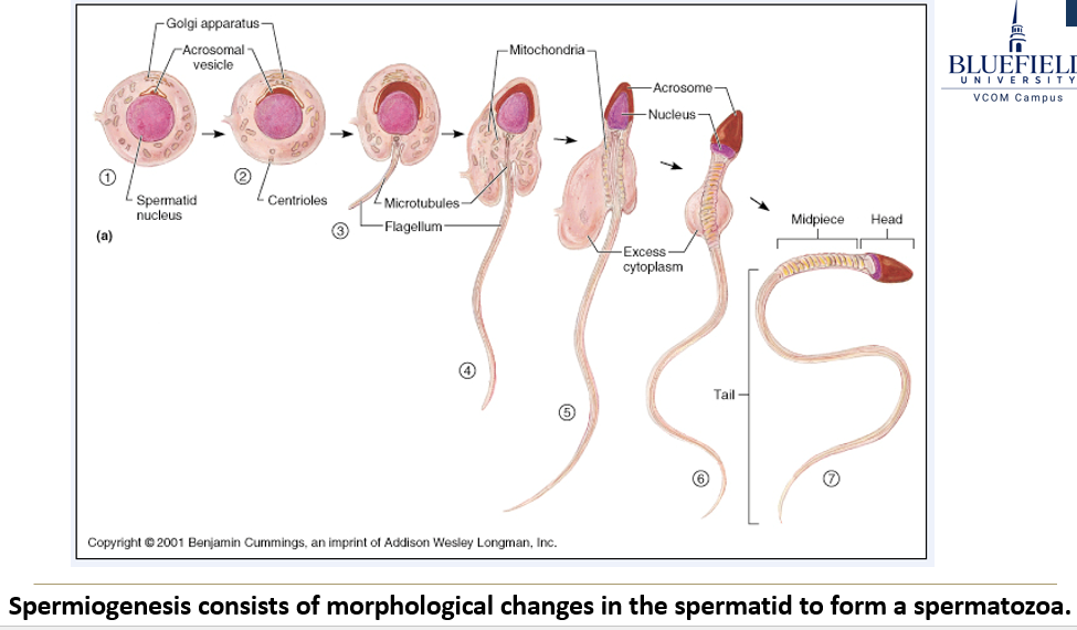 <p>It's the final stage where <strong>spermatids</strong> change <strong>shape</strong> and <strong>structure</strong> to become mature <strong>sperm cells</strong> (<strong>spermatozoa</strong>). It depends on proper <strong>temperature</strong>.</p>