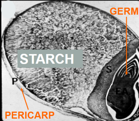 <p>Cross section of a grain kernel</p>