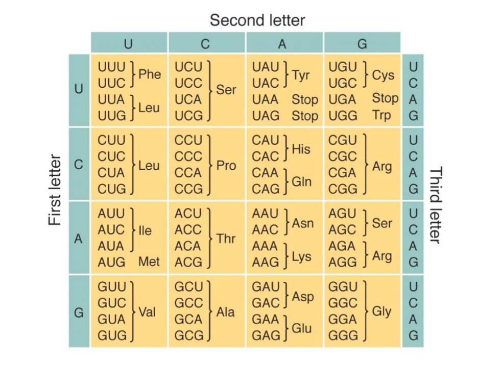 <p>Identifying/Designing Forward and Reverse Primers for PCR</p>