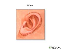 <p>Anatomy of the ear: Outer ear (external ear)</p>