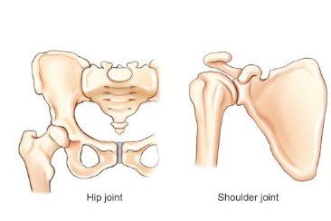 <p>ball and sock — have the greatest range of movement but prone to dislocation</p>