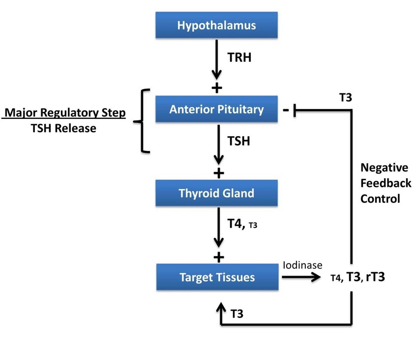 <ul><li><p><span>TRH – thyroid releasing hormone stimulates TSH from anterior pituitary hormone</span><span style="font-family: Calibri, Calibri_EmbeddedFont, Calibri_MSFontService, sans-serif">&nbsp;</span></p></li><li><p><span>Stimulates release of T3 or thyroxine (T4) from thyroid&nbsp;</span><span style="font-family: Calibri, Calibri_EmbeddedFont, Calibri_MSFontService, sans-serif">&nbsp;</span></p></li><li><p><span>With hypothyroidism there is negative feedback mechanism bc T3 and T4 are decreased so TRH and TSH increase (tertiary problem)</span><span style="font-family: Calibri, Calibri_EmbeddedFont, Calibri_MSFontService, sans-serif">&nbsp;</span></p></li></ul>