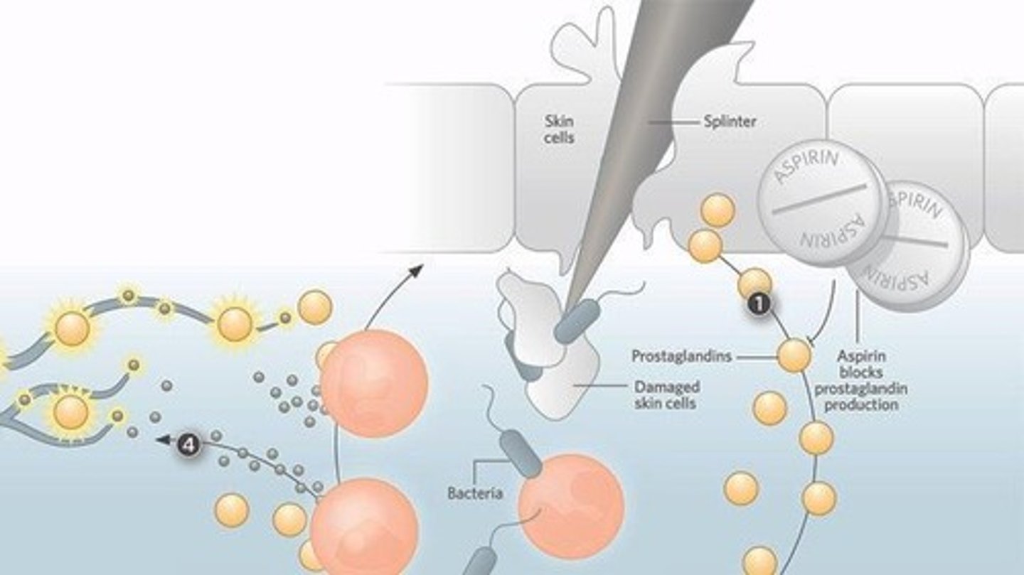 <p>They interact with pain receptors to decrease the threshold for depolarization and action potentials.</p>