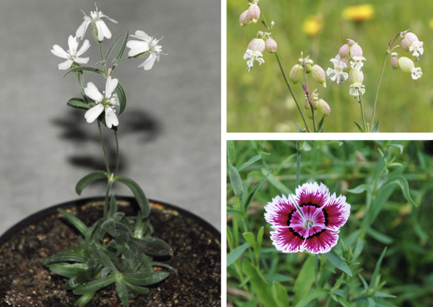 <p>Caryophyllaceae</p>