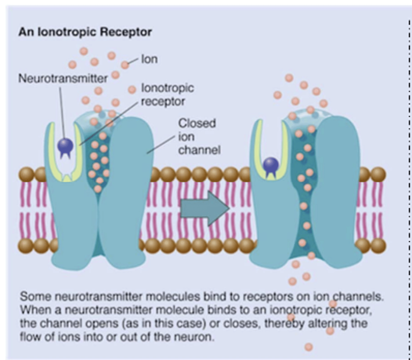 <p>- permits flow of ions</p><p>- ligand-gated, (as opposed to voltage-gated channels in action potential) </p><p>- neurotransmitter can cause channel to open or close</p><p>- fast/short acting </p>