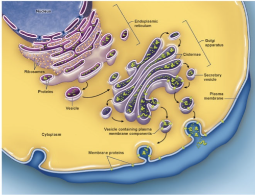 <p>PROTEIN FACTORY!</p>